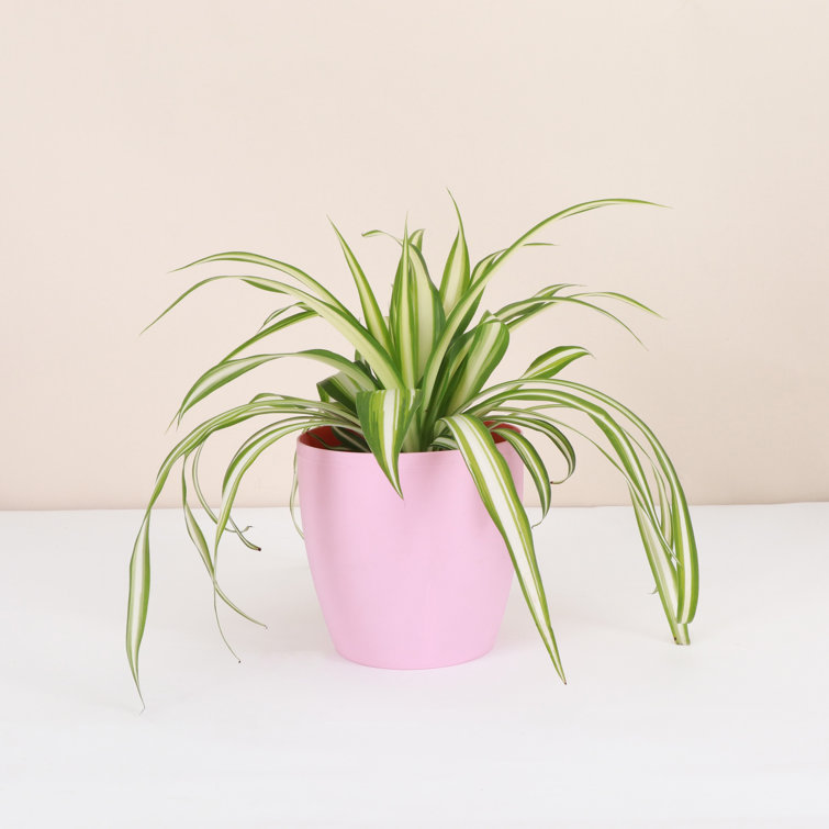 Thorsen's Greenhouse Live Spider Plant in Classic Pot Perigold